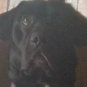 Meet your Posher, Billy